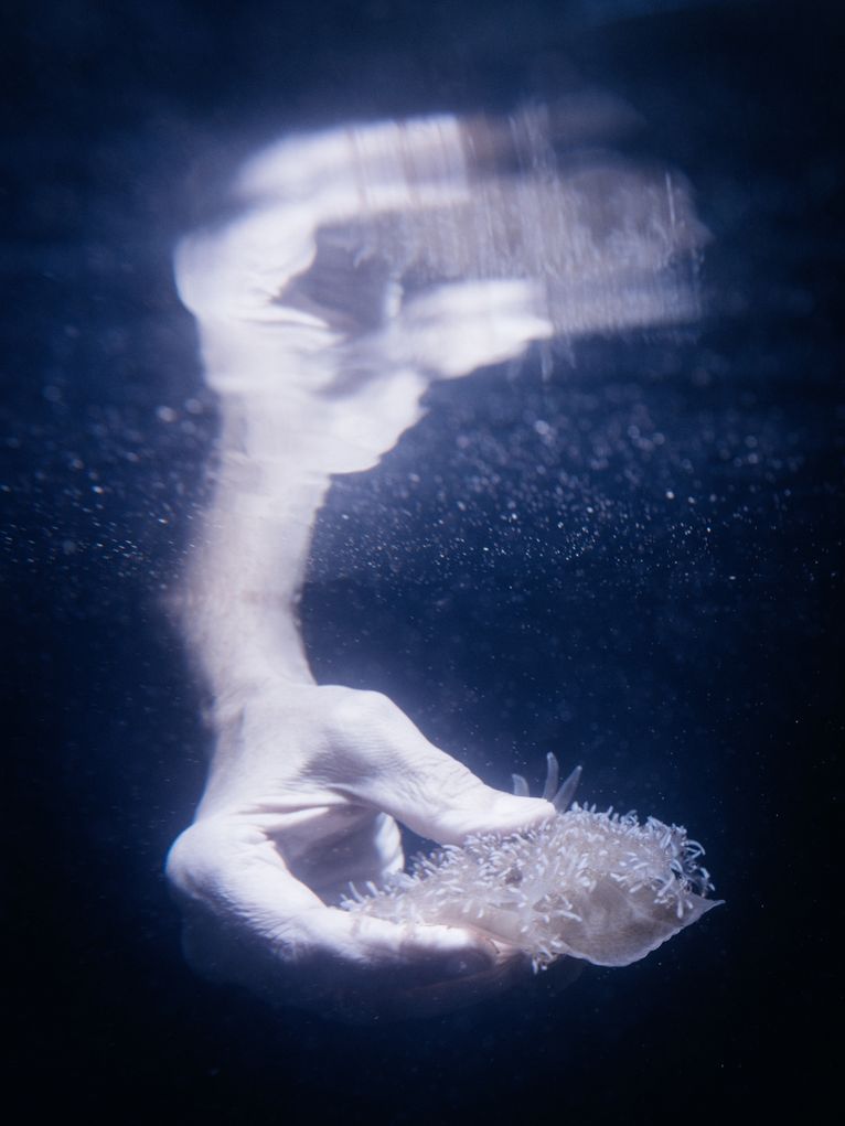 Hand, die im Wasser nach einer Qualle greift.