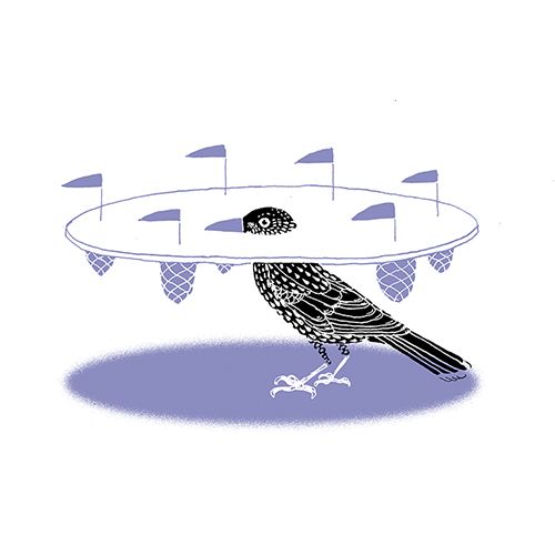 Illustration eines Tannenhähers